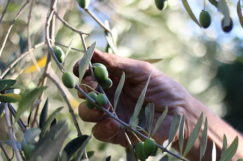 Mão colhendo azeitona de árvore. - Mustela Brasil - 1