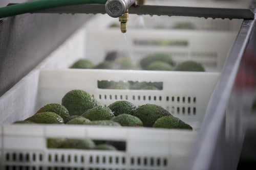 2023_MULTI_PURPOSE_BALM_V2_PERU_CAMPAIGN_PICTURES_FACTORY_18-min - Mustela Brasil - 1