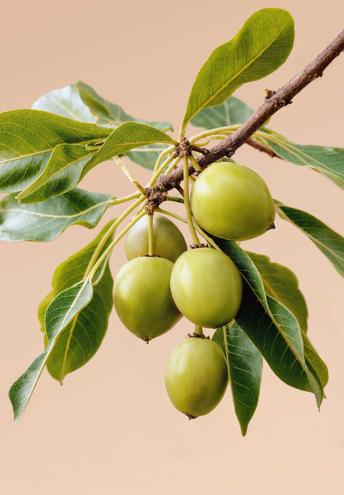 ABOUT-US_PAGE-DANS-NOS-PRODUITS_PHOTO-BLOC-2_SLIDE-8 - Mustela Brasil - 1