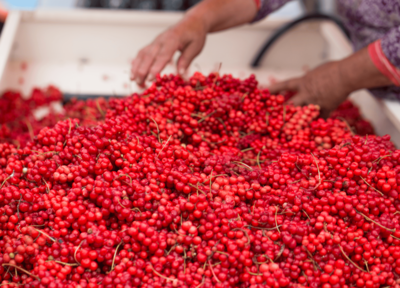 ABOUT-US_PAGE-SCHISANDRA_PHOTO-BLOC-3_SLIDE-1 - Mustela Brasil - 1