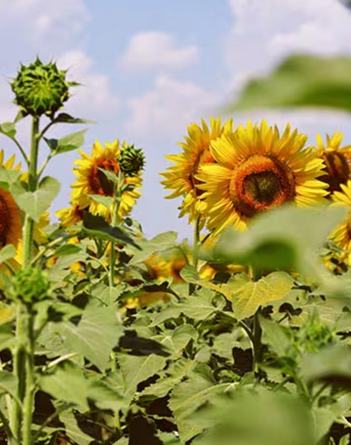 Capture_d_ecran_2024-07-15_a_14 - Mustela Brasil - 1