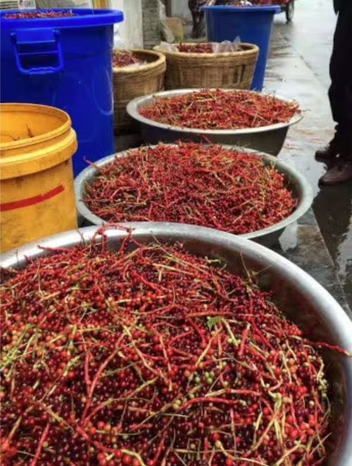 Capture_d_ecran_le_2024-07-12_a_15 - Mustela Brasil - 1