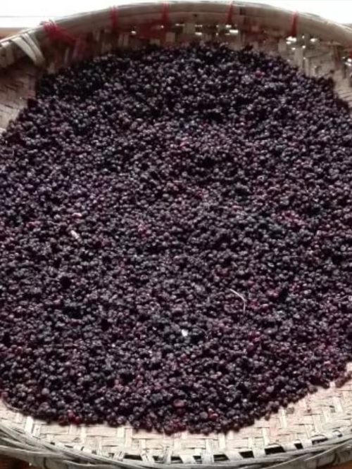 Capture_d_ecran_le_2024-07-12_a_15 - Mustela Brasil - 1