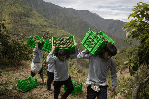 Capture_d_ecran_le_2025-09-01_a_10 - Mustela Brasil - 1