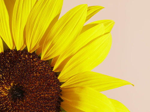 TOURNESOL_f92cd21c-8034-492c-ba76-c6d45f693eac - Mustela Brasil - 1