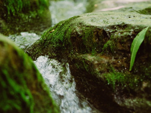 composition_et_production_2 - Mustela Brasil - 1