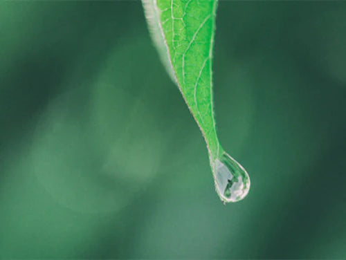 green-extraction-processes - Mustela Brasil - 1