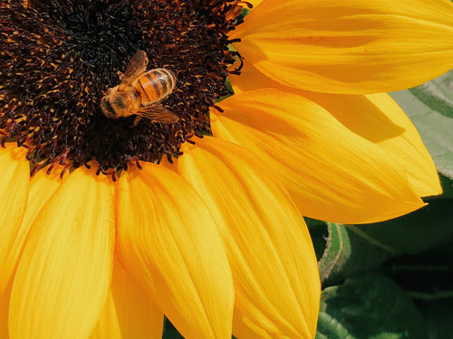 natural-organic-ingredient - Mustela Brasil - 1