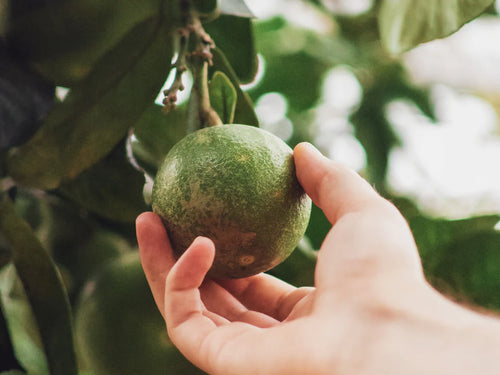 reponsible-sourcing - Mustela Brasil - 1