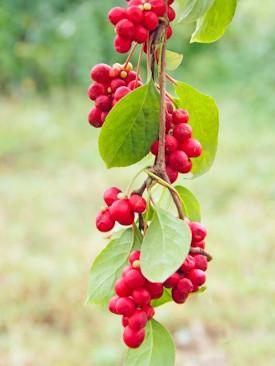 schisandra-ingredient-mustela_275x366_869e644b-7fc4-4bab-9b5c-b88de741faf4 - Mustela Brasil - 1