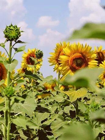 sunflower-process2 - Mustela Brasil - 1