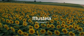video-mustela-tournesol - Mustela Brasil - 1